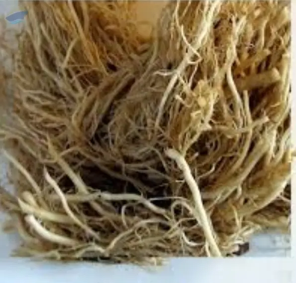 Valarian Root Oil