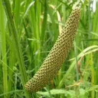 Calamus Oil