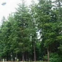 Cedar Wood Oil Himalyan