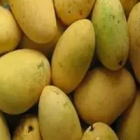 Chaunsa Mangoes