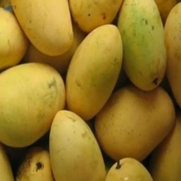 Chaunsa Mangoes