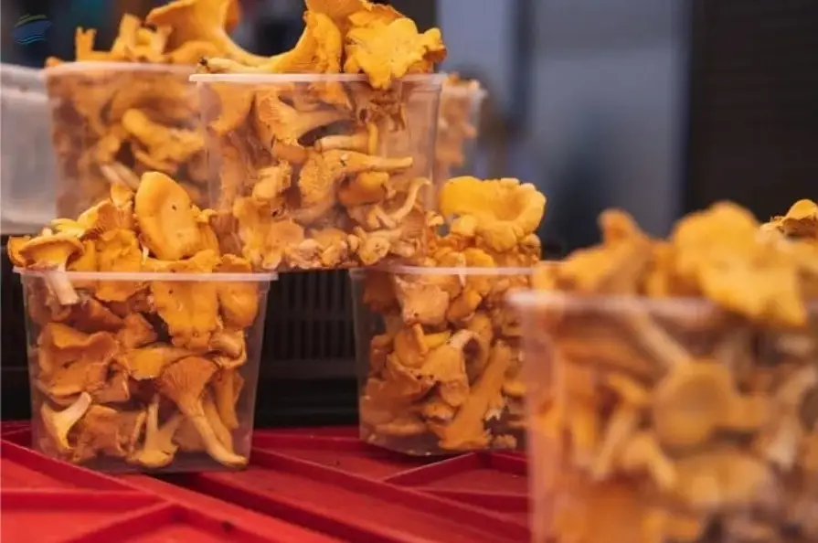 Chanterelles