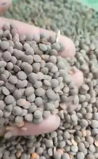 Red Lentils