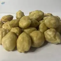 Candlle Nut