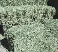 Timothy Hay And Alfafa Hay Pellets