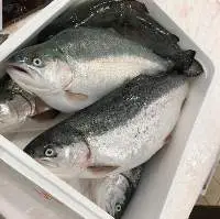 Frozen Atlantic Salmon Fish