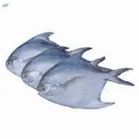 Frozen Silver Pomfret Fish