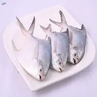 Fresh Frozen Silver White Pomfret
