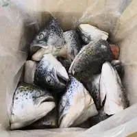 Frozen Salmon Head