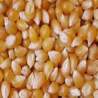 Yellow Corn Gluten Feed