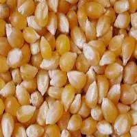 Yellow Corn Gluten Feed