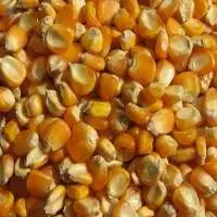 Yellow Corn/Maize for Animal Feed