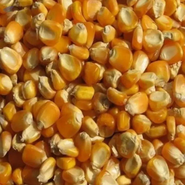 Yellow Corn/Maize for Animal Feed