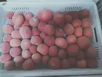 IQF Frozen Tomato