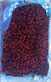 IQF Frozen Lingonberry