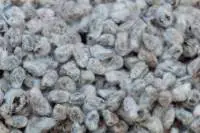 Cotton Seeds 