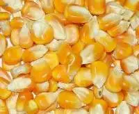 Dry Maize/Dried Yellow Corn/Dried Sweet Corn