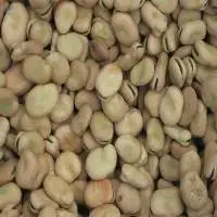 Dried Broad Beans / Fava Bean / Faba Bean