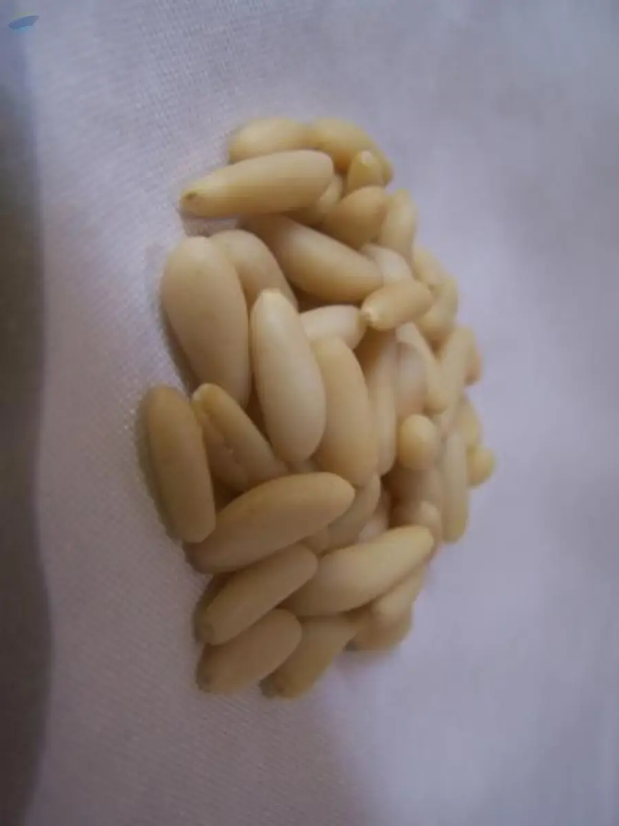 Pine Nuts For Sale At Best Price
