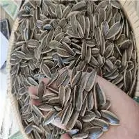 Buy Sunflower Seed Kernels At Best Price