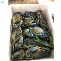 Wholesale Highest Quality Seafood Mud Crab