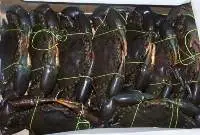 Buy Live Mud Crabs In bulk