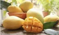 Fresh Cat Hoa Loc Mango From Viet Nam in Bulk