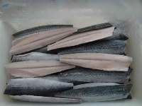 King Mackerel Fillet Best Quality