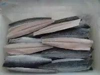 King Mackerel Fillet Best Quality