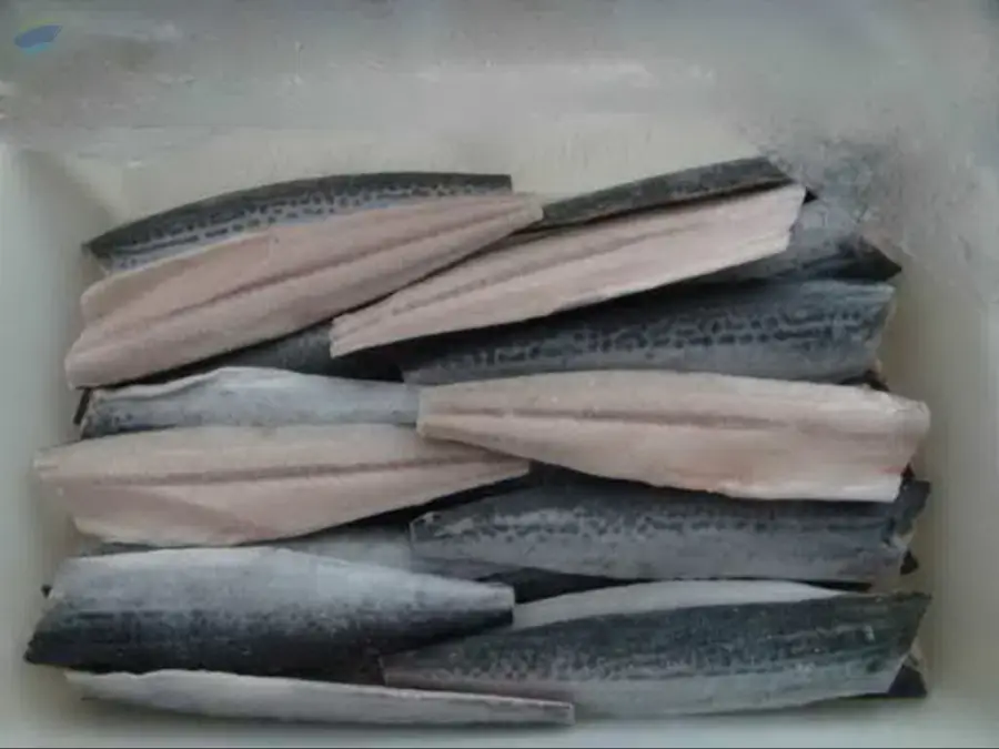 King Mackerel Fillet Best Quality