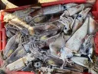 Frozen Black Squid In Bulk