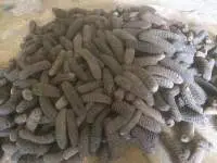 Sea Cucumber Best Quality 90-95% Dryness