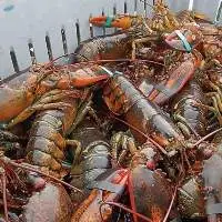 Frozen Lobster