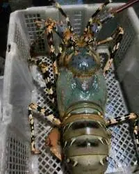 Live Tiger Lobster 