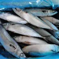 Frozen Indian Mackerel