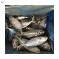 Frozen Horse Mackerel Fish Whole Round