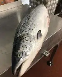 Buy Fresh and Frozen Norwegian Salmon Fish