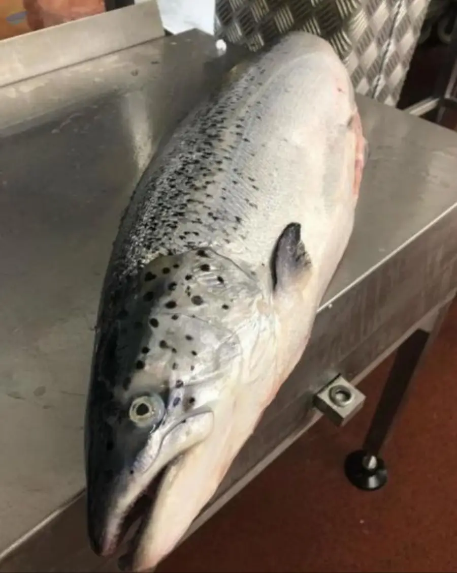 Buy Fresh and Frozen Norwegian Salmon Fish