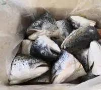 Frozen Atlantic Salmon Fish Heads for Sale