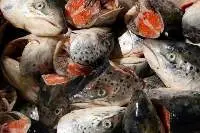 Norwegian Salmon/Frozen Salmon Head and Fillets