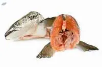 Buy Salmon Head Fish At Best Price