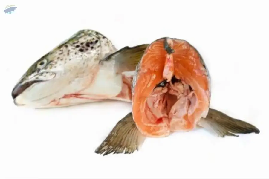 Buy Salmon Head Fish At Best Price