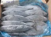 Whole Round Frozen Fish  (Different Types)
