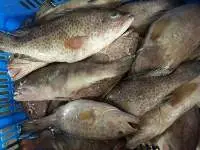 Brown Spotted Grouper Fish