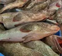 Frozen Grouper Fish/ Frozen Grouper Fish Fillet