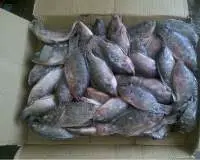 Frozen Tilapia Fish / Frozen Whole Round Tilapia