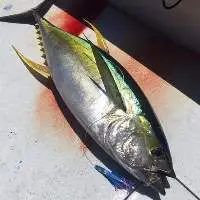 Tuna Yellowfin Tuna Fish Hot Selling