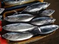 Frozen Tuna Fish