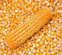 High Quality Yellow Maize Corn Grade A
