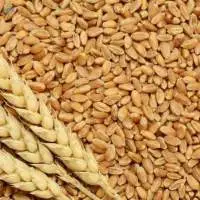 Feed Wheat Grade A | Bulk Export Supply
